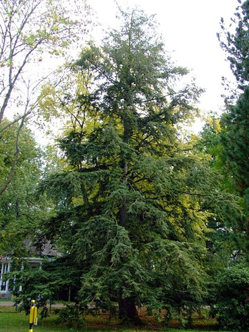 Tsuga canadensis