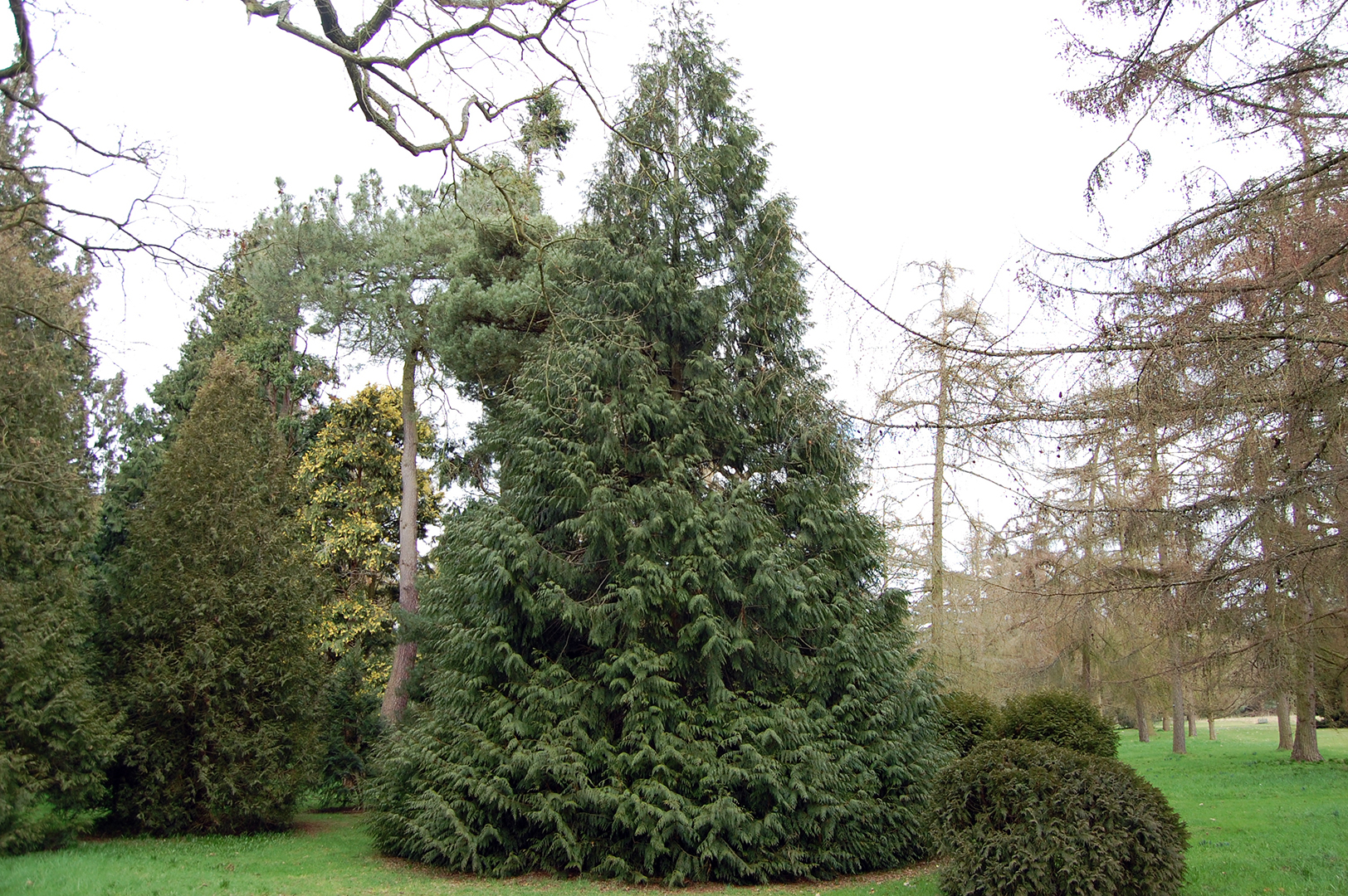 Thuja plicata