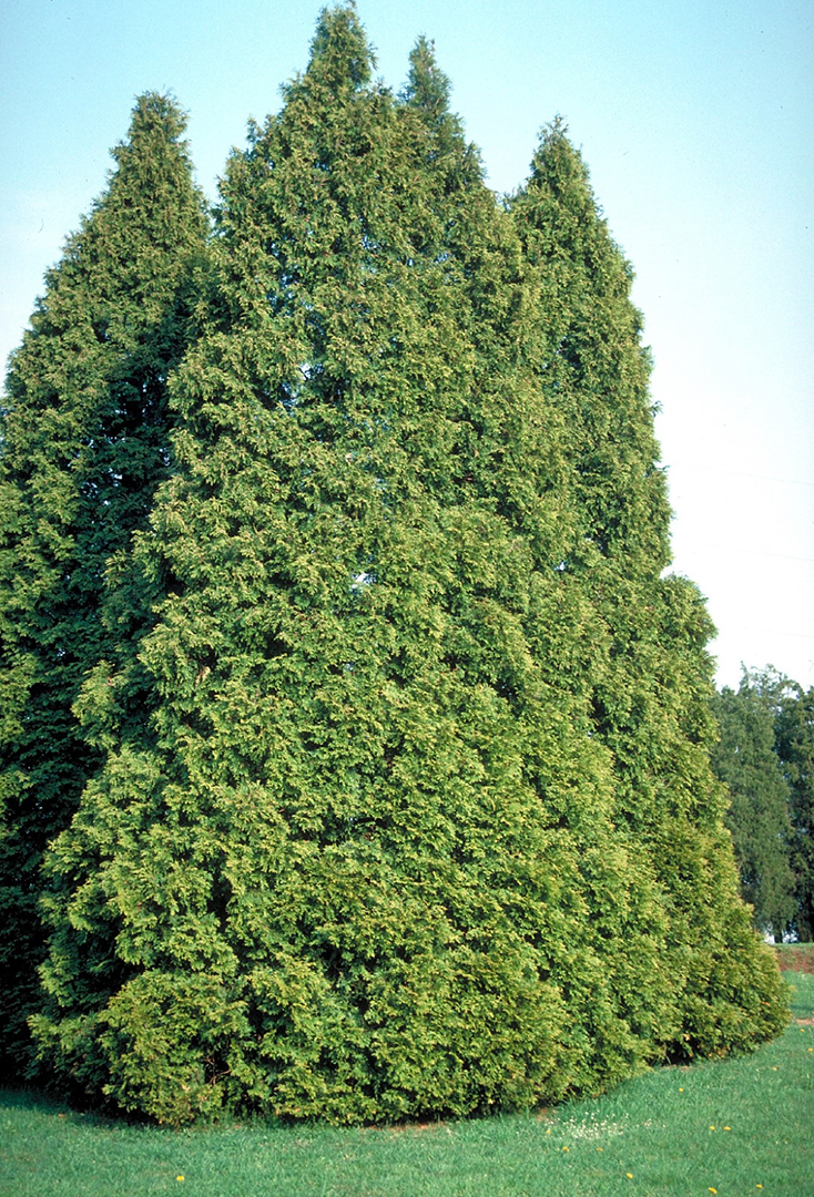 Thuja occidentalis