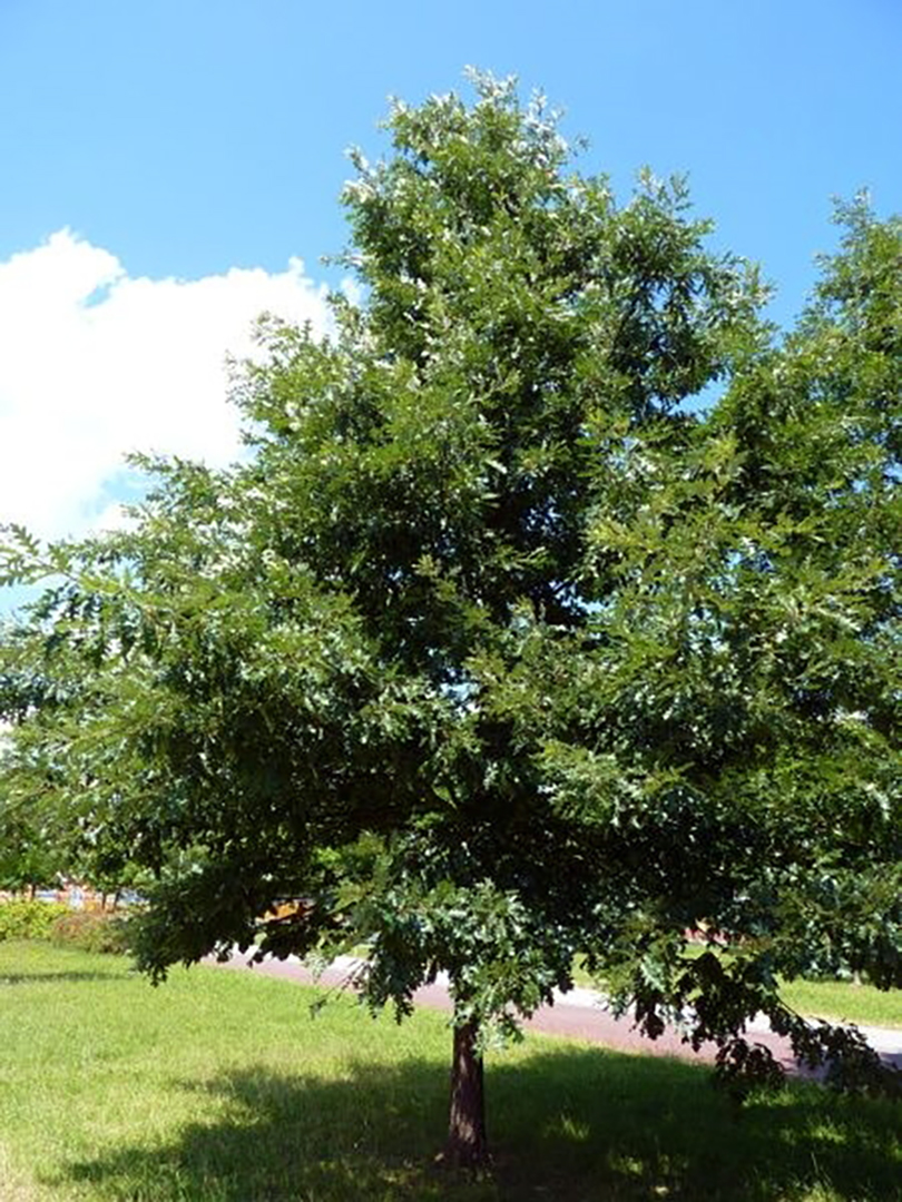 Quercus cerris