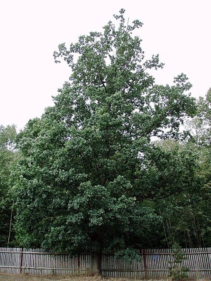 Quercus robur