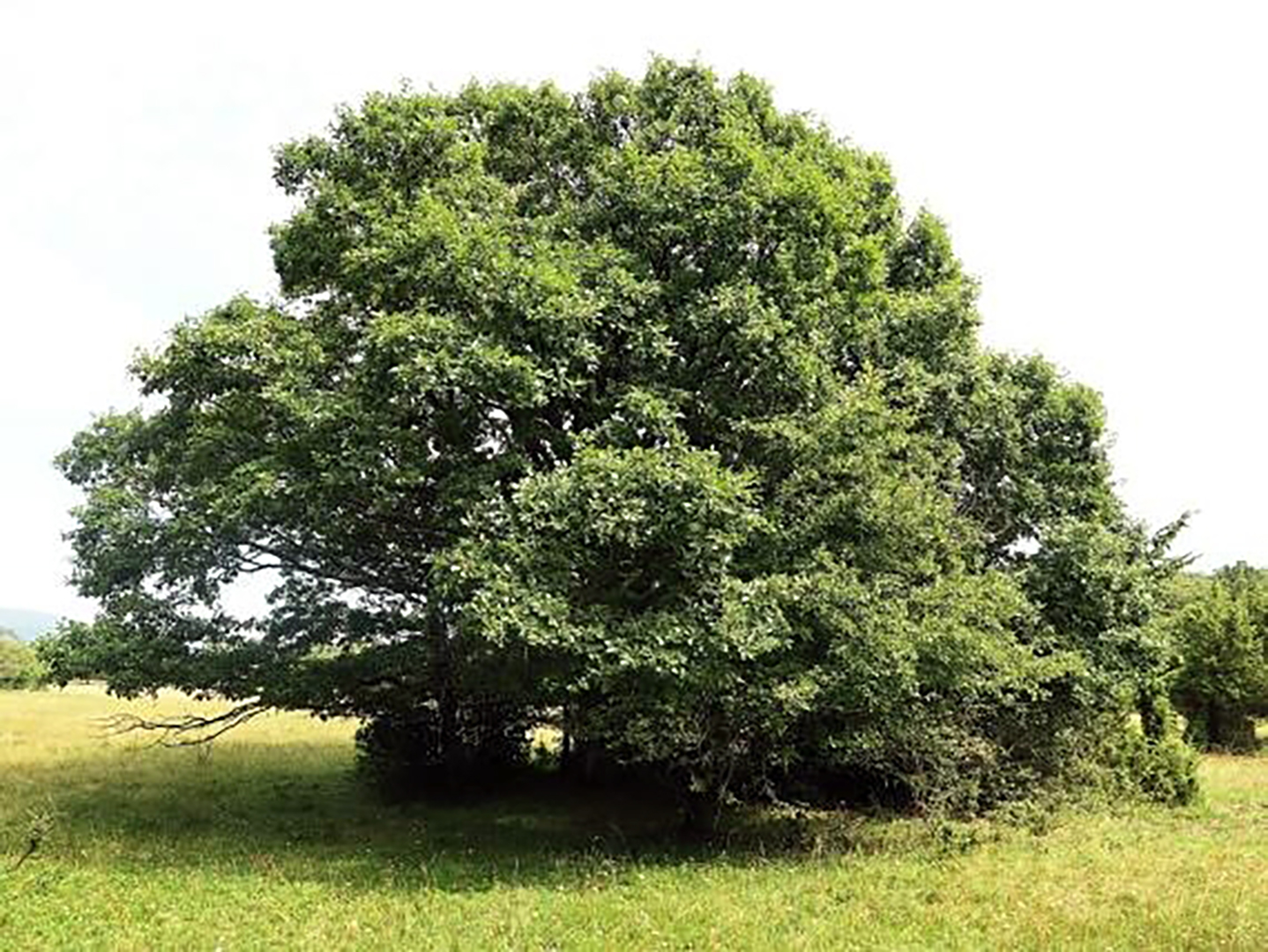 Quercus polycarpa