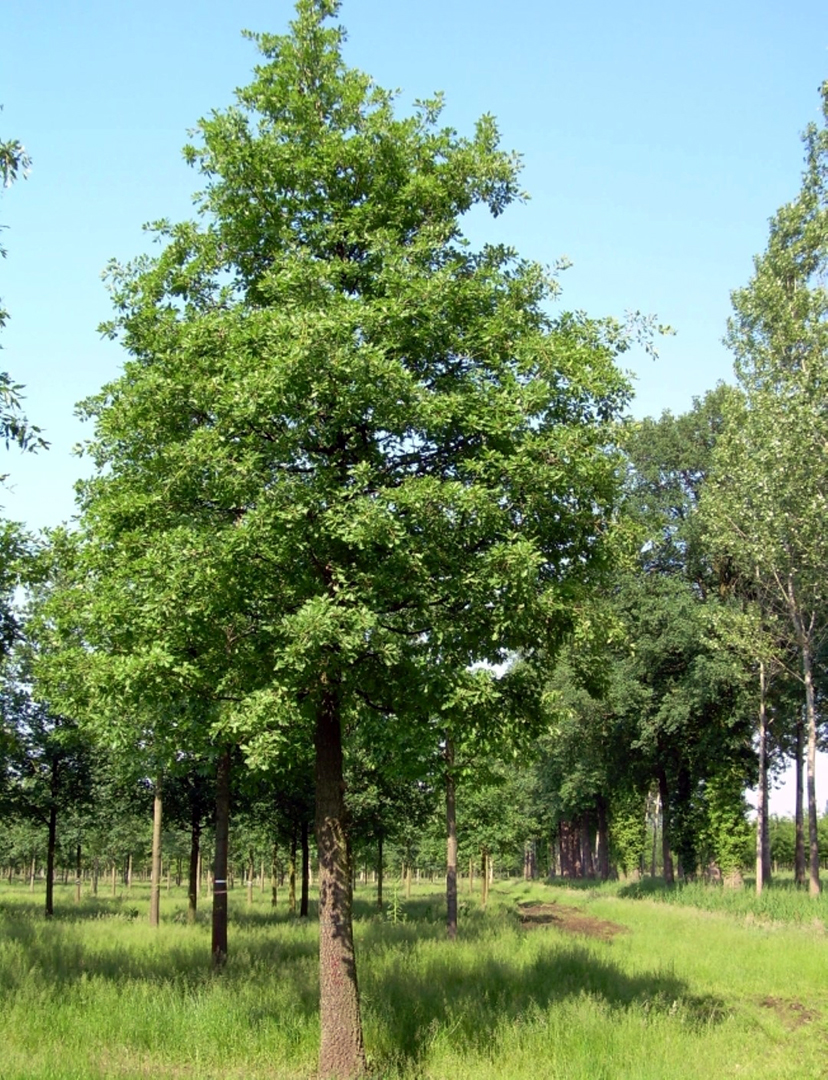 Quercus pubescens