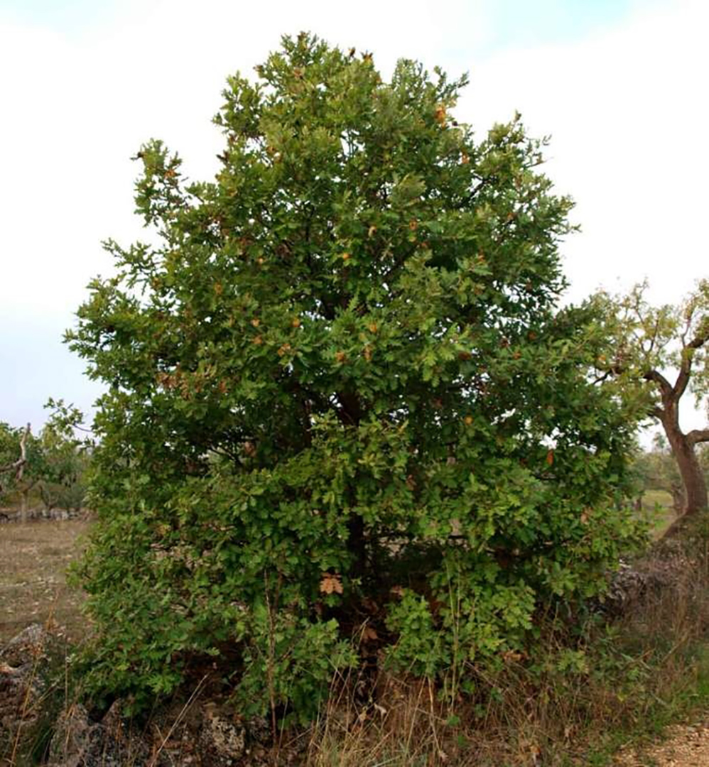 Quercus dalechampii