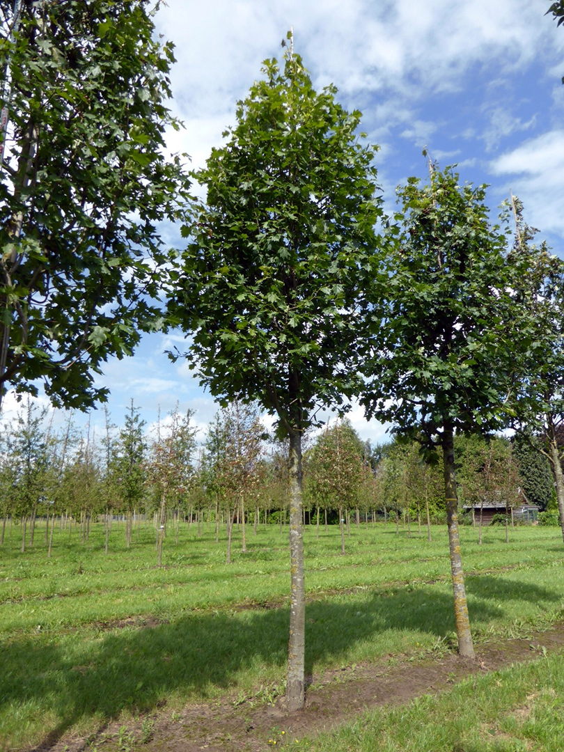 Sorbus torminalis