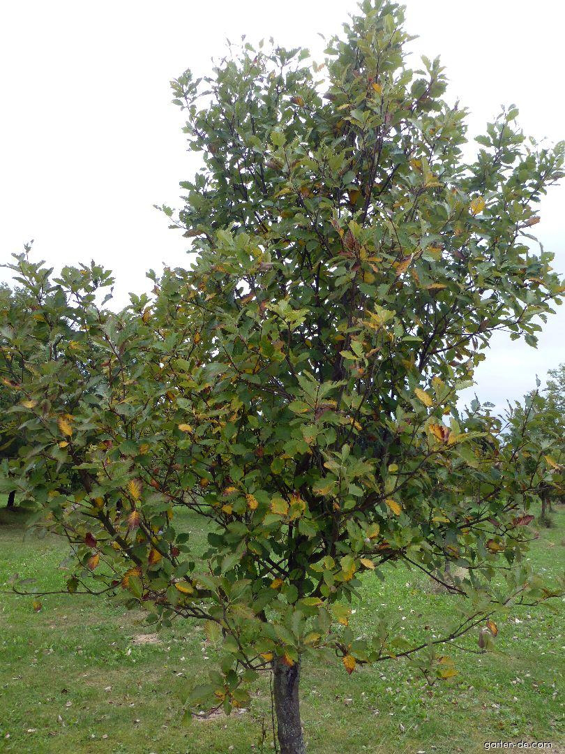 Sorbus quernea