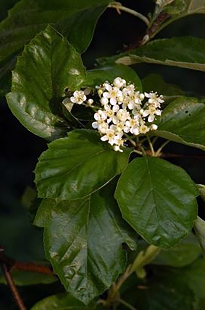Sorbus hardeggensis