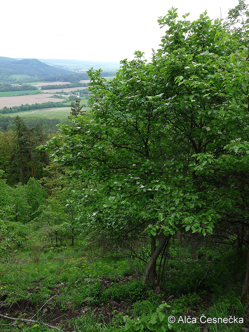 Sorbus rhodanthera