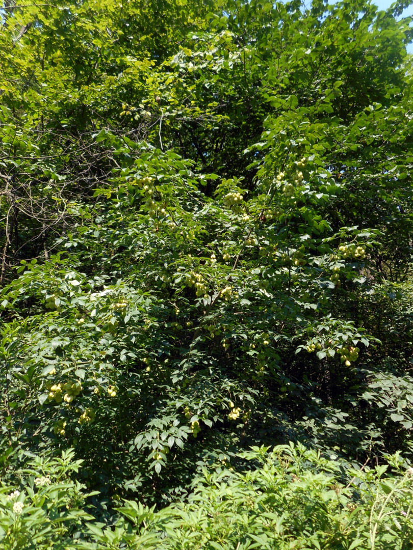 Staphylea pinnata