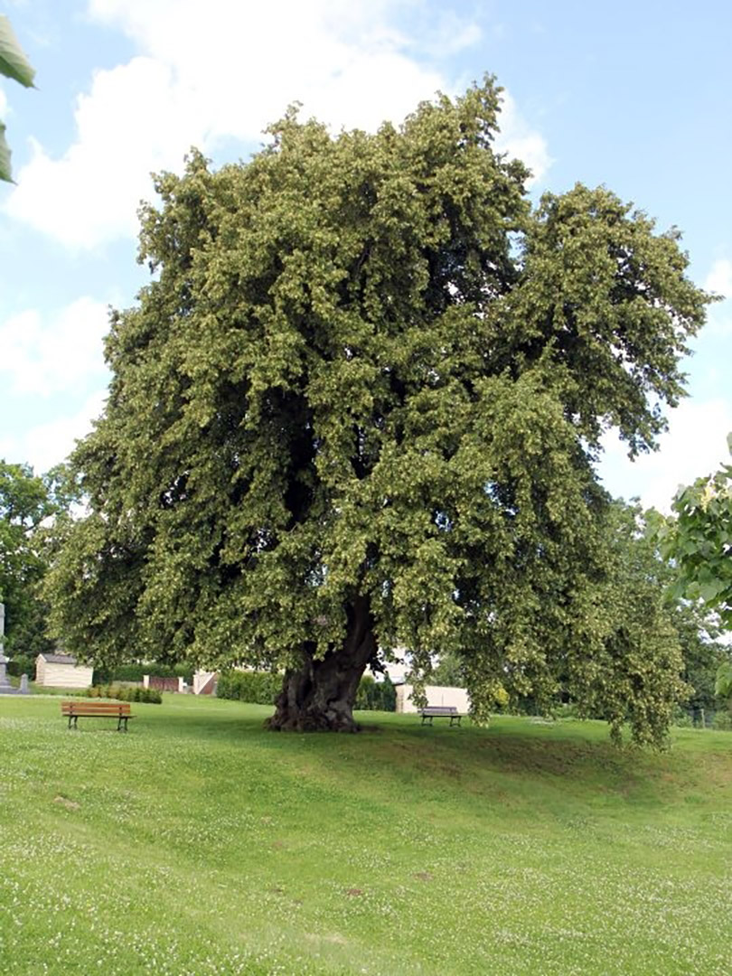 Tilia cordata