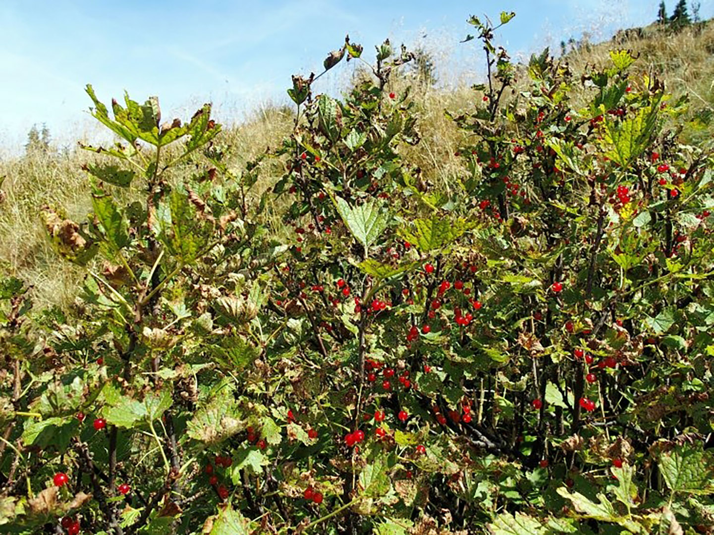 Ribes petraeum