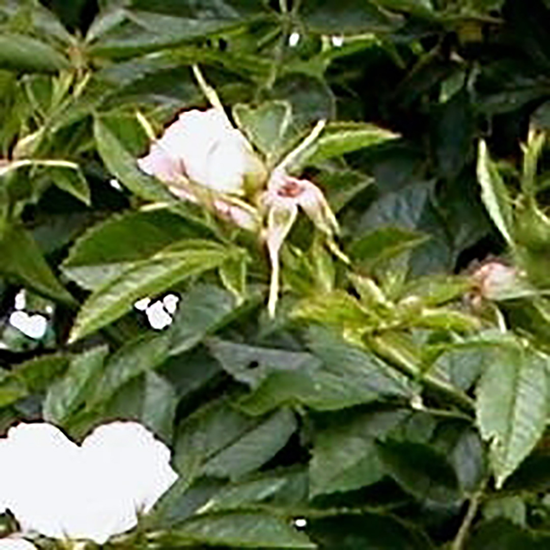 Rosa inodora