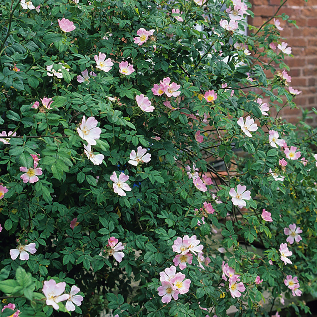 Rosa canina