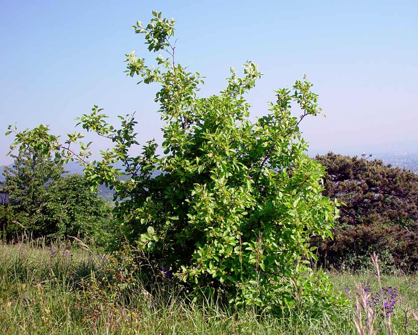 Rhamnus cathartica