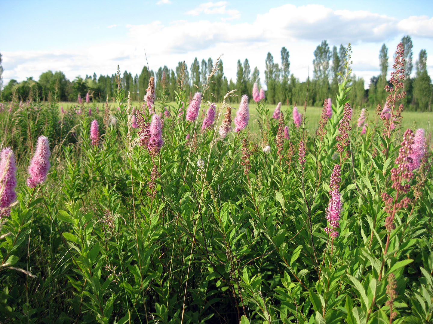 Spiraea salicifolia