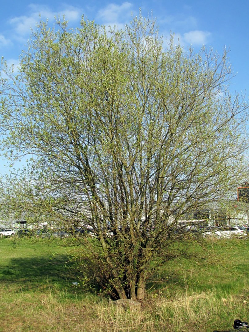 Salix caprea