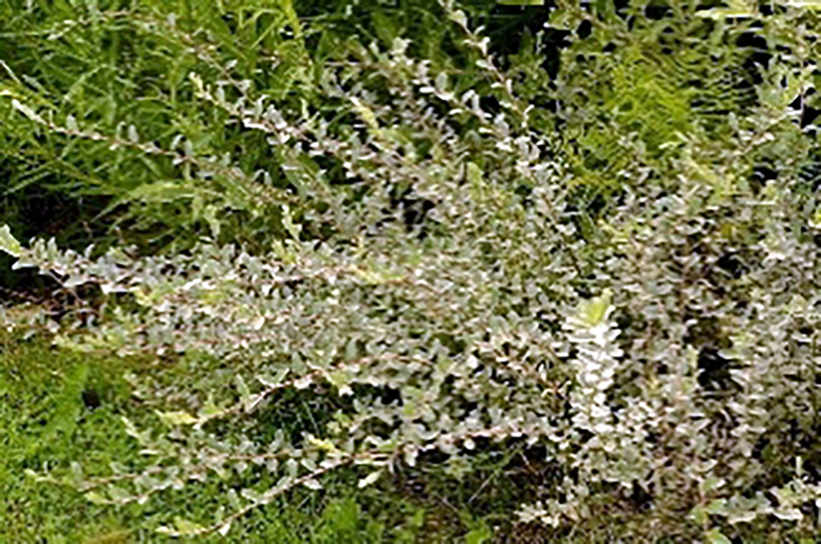 Salix repens