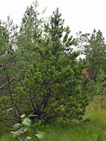 Pinus rotundata