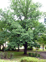 Quercus frainetto