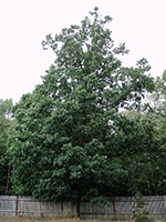 Quercus robur