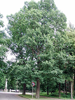 Quercus petraea