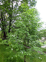 Sorbus alnifrons