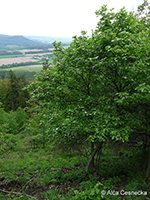 Sorbus rhodanthera