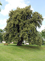 Tilia cordata