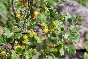 Ribes uva-crispa