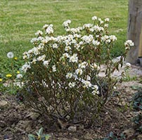 Rhododendron tomentosum