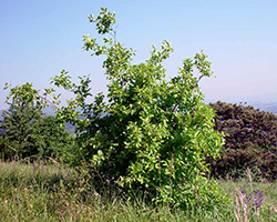 Rhamnus cathartica