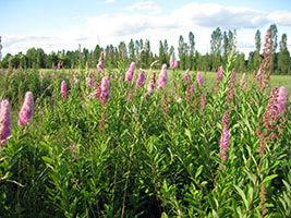 Spiraea salicifolia